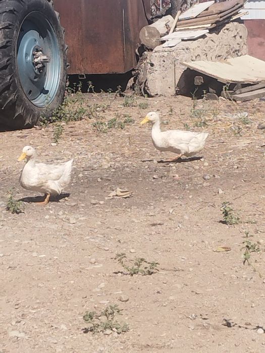 Кайырбек Бекмурзаев