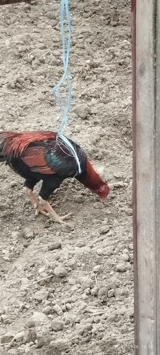 Buxoro viloyati Gʻijduvon tumanida