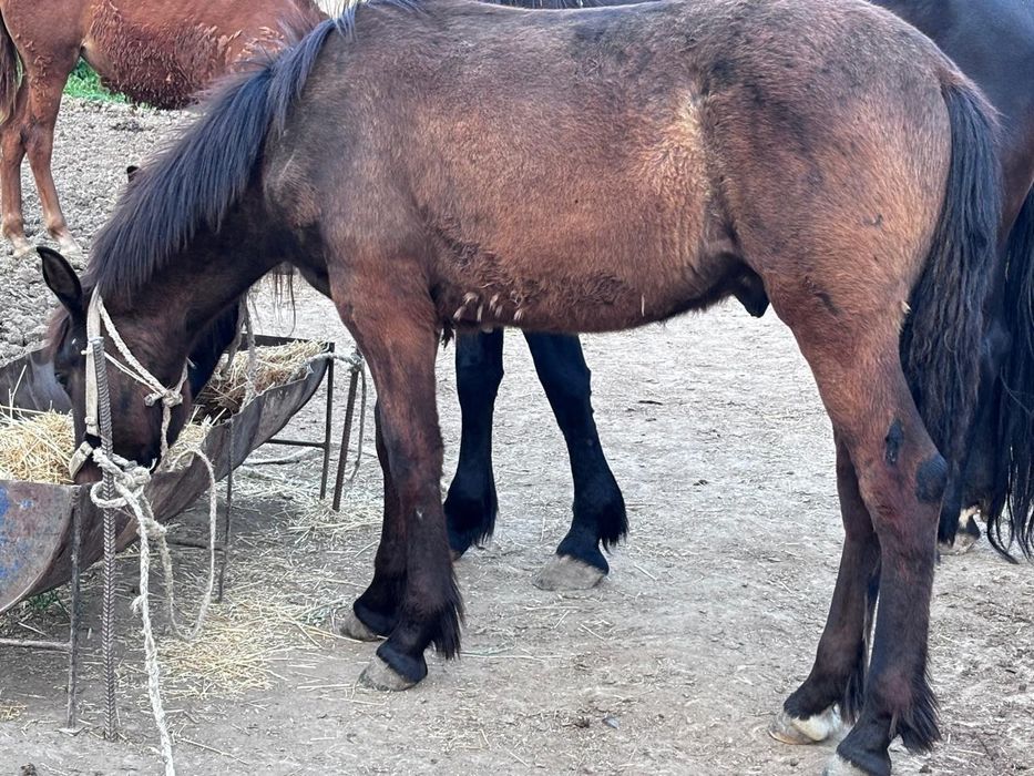 Жылкы сатылады  багасы 450000
