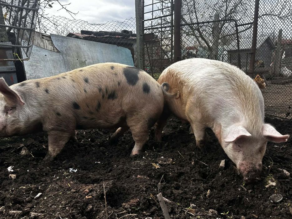 Продавам мъжко прасе