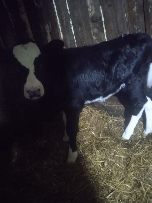 Продам тёлочку 1 месяц