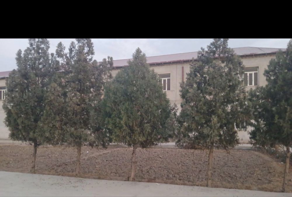 Арча дарахт сотилади