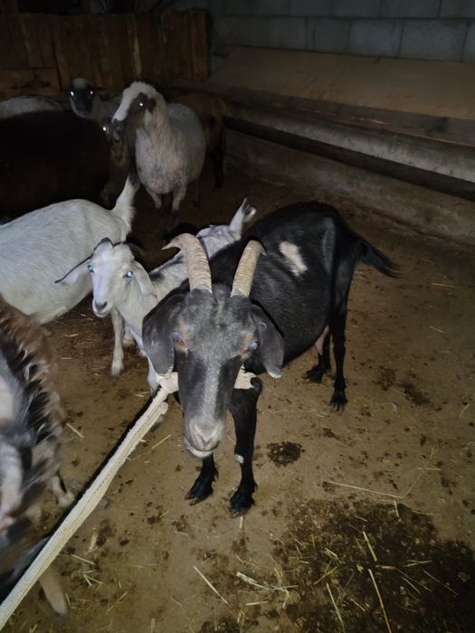 Продам козлов и козу срочно