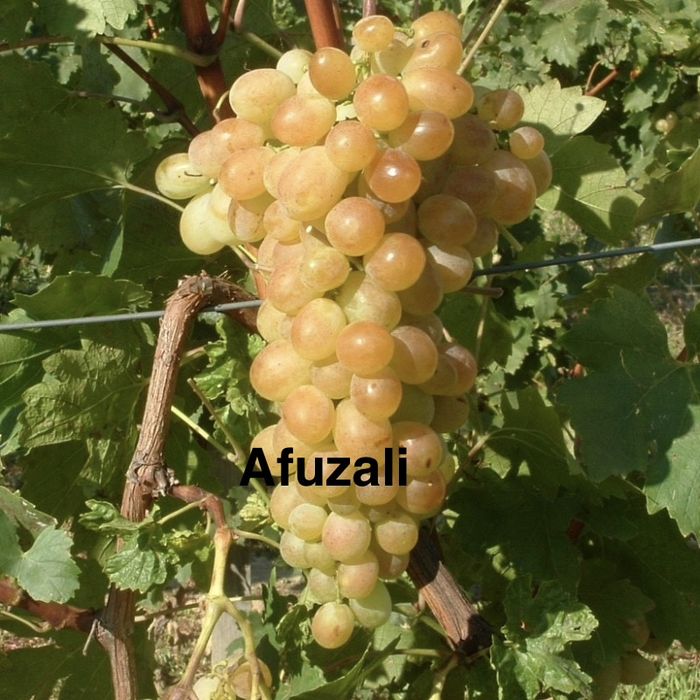 Butasi vita de vie anul 2 si 3