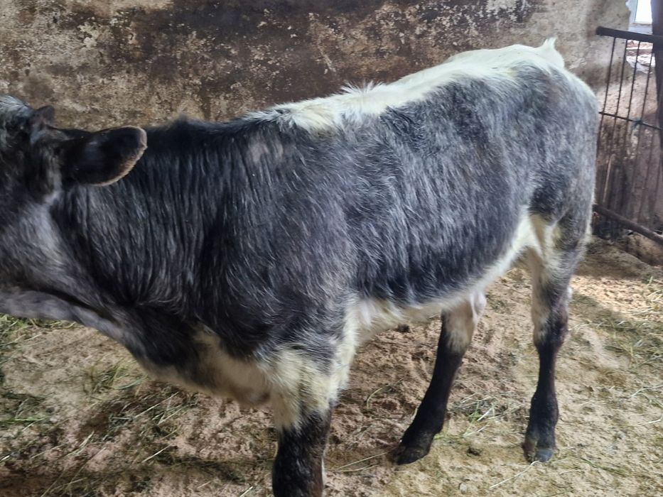 Vand o vitica belgiana si un tauras Angus