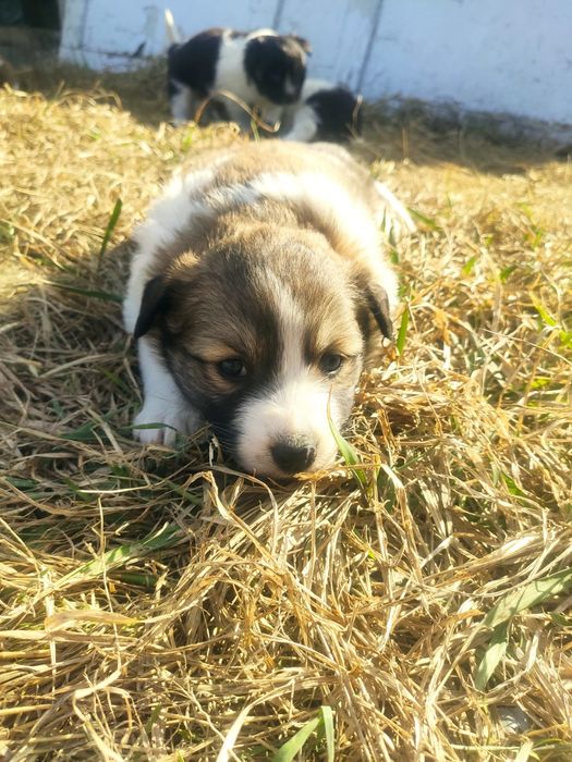 Отдам щенят девочек