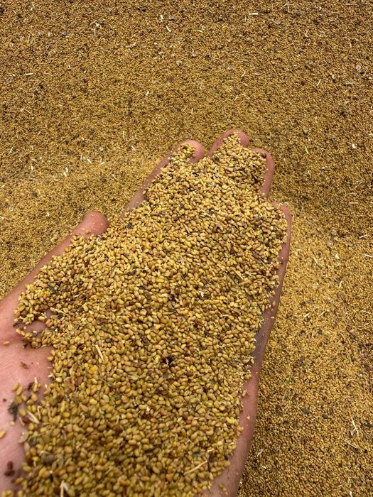 Semințe de luțernă soi gea