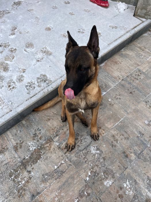 Ciobănesc belgian malinois