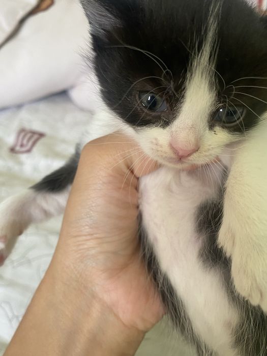 Котята девочки 4