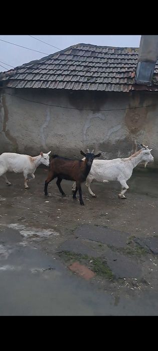 3 capre gestante vand sau schimb