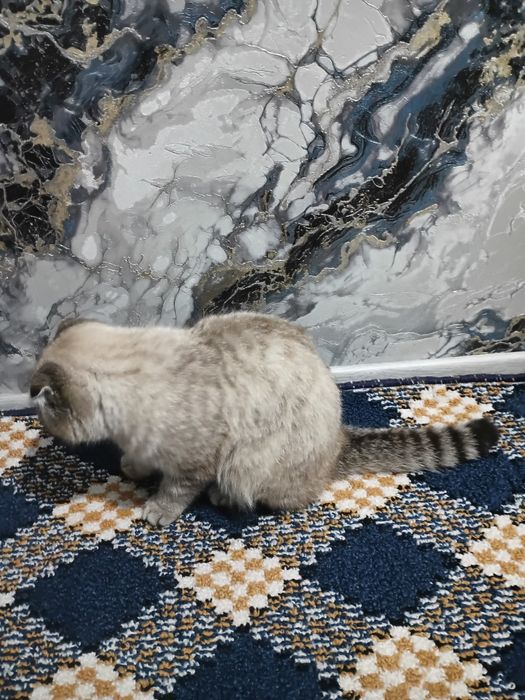 Skottish fold mushugi