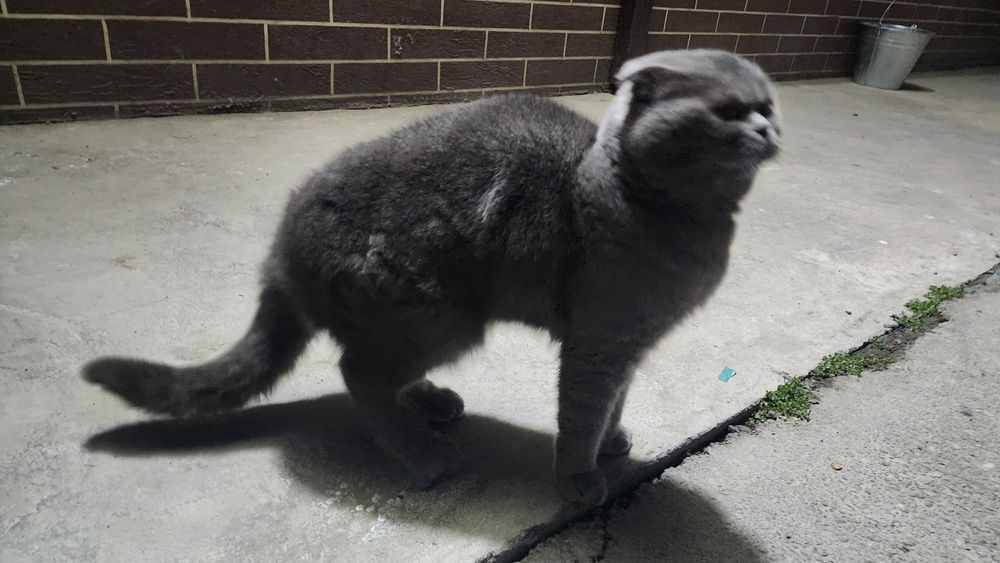 Шотландская вислоухая (Scottish Fold)