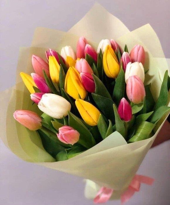 Голландские Тюльпаны Оптом