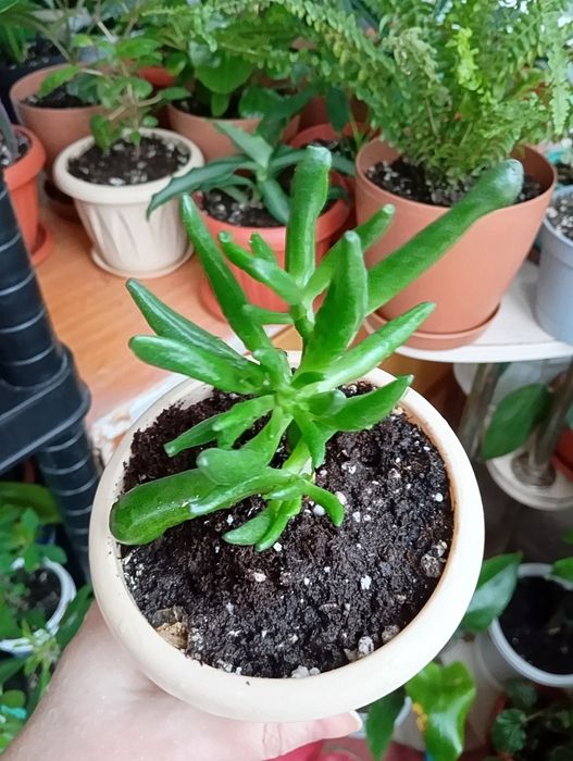 Продам комнатные растения