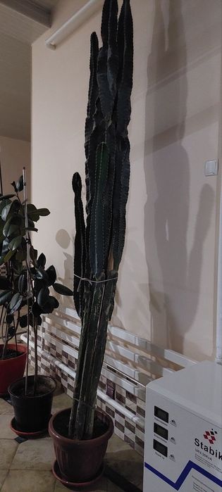 100 ta ga yaqin gullar mavjud