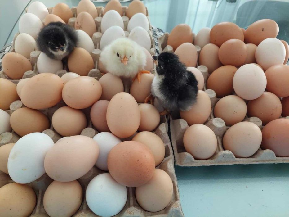 Pui de găină Australorp negru