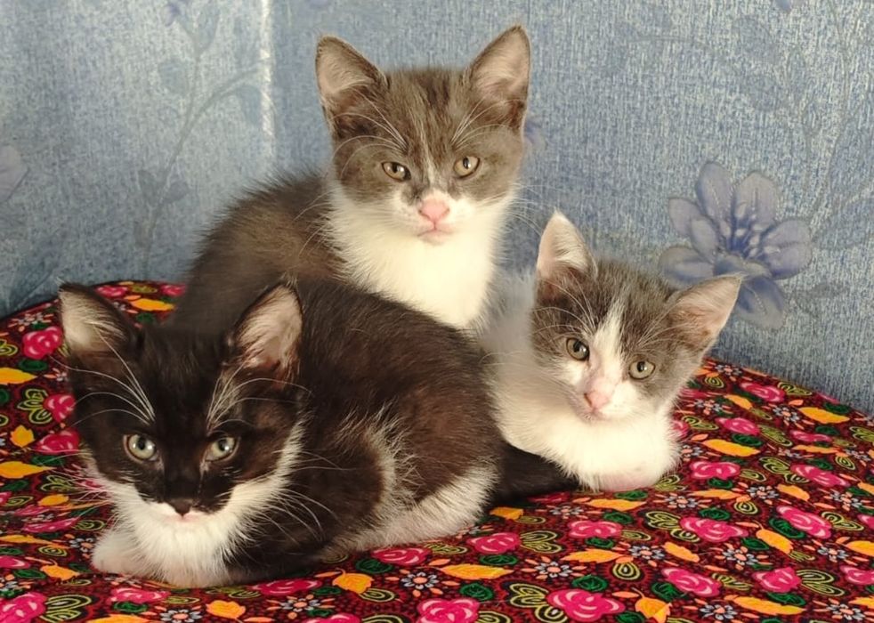 Отдам котят в добрые руки,даром