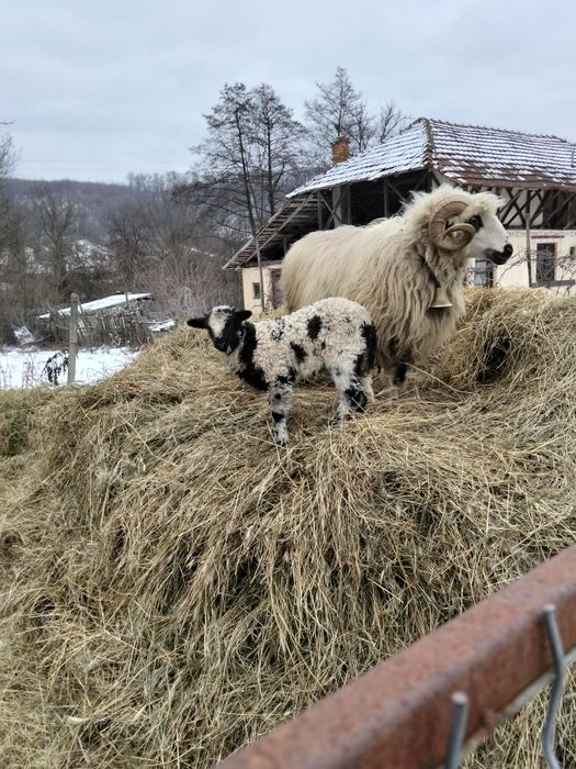 Schimb berbec cu douo oii