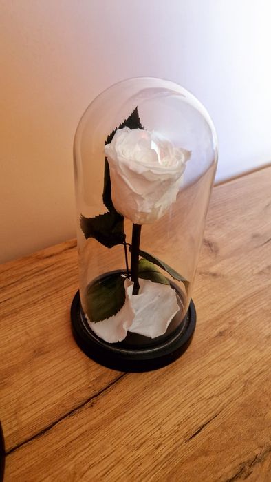 Trandafiri Criogenați – Cadoul care Durează Ani