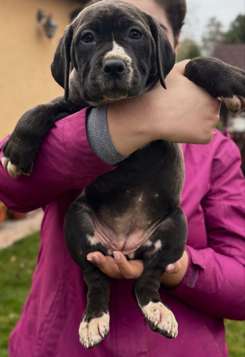 Vând pui de Cane Corso