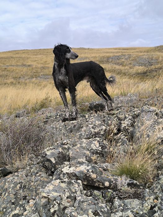 Кумай тазы! еркек!