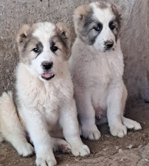 Алабай щенки продаётся