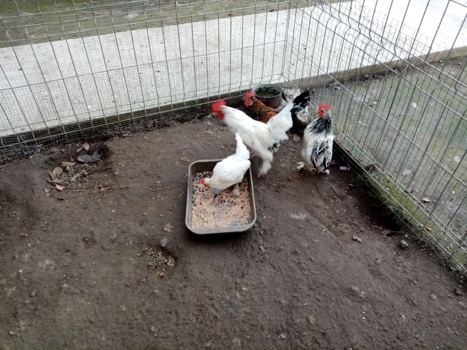 Vând găini și cososi pitici