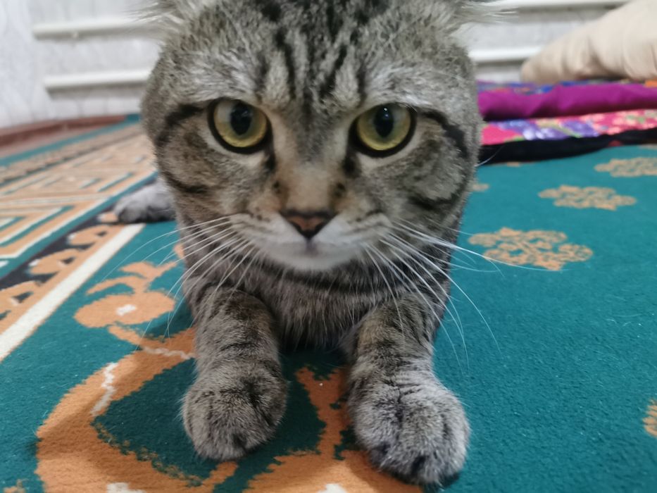 Кошка скотиш фолд mushuk skotish fold