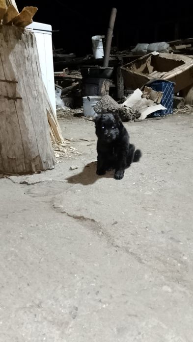 Одам хорошого щинка