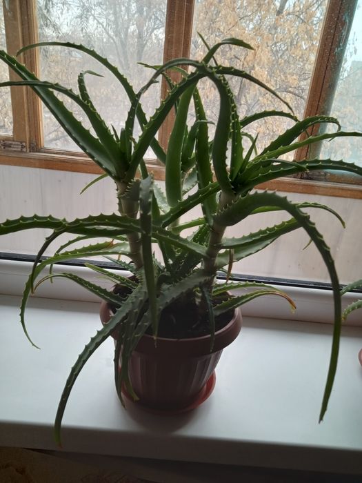 Продам лечебный алое