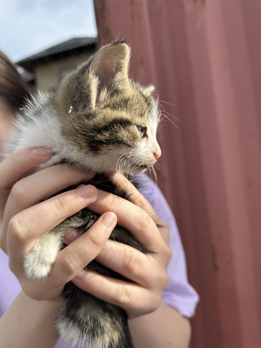 продам котенок срочно