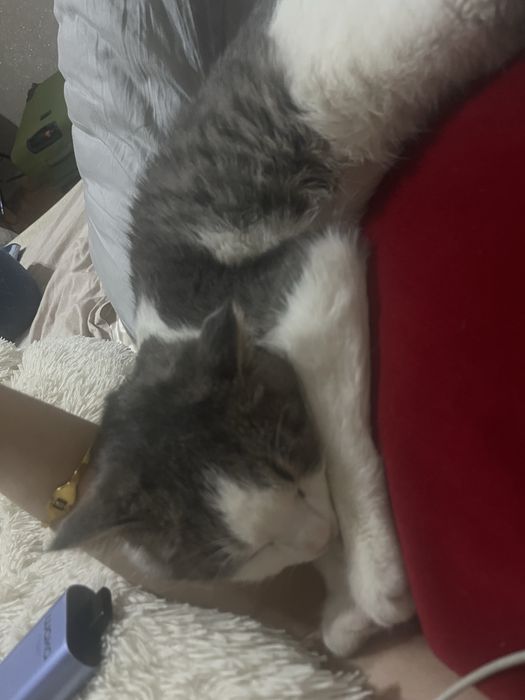 Срочно Отдам даром в добрые заботоивые руки.