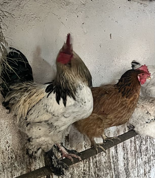 Молодой петушок полу Брама 2025 года