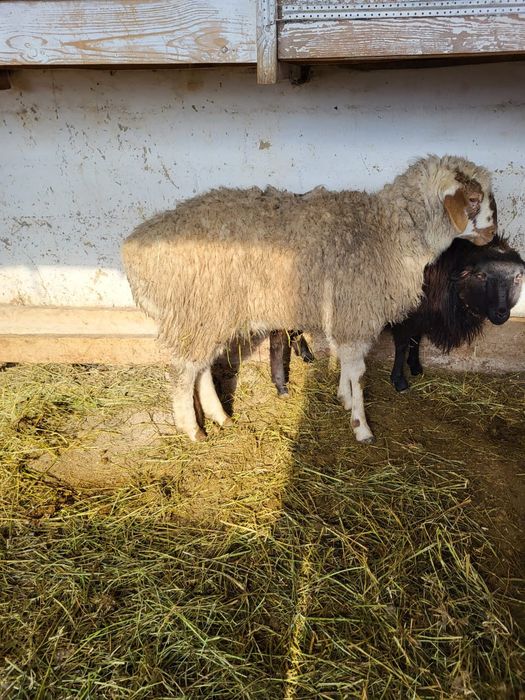 Сатамын семіз токты 90 000