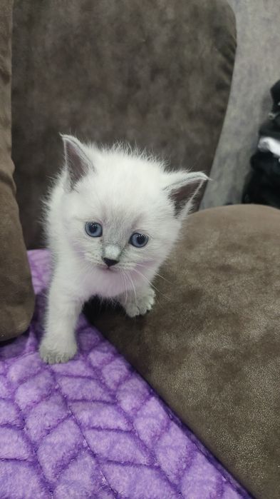 Котята скотиш страйт