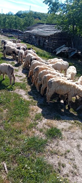 Miei de tinut  pentru pretentiosi