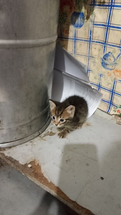 Отдам в добрые руки котят.