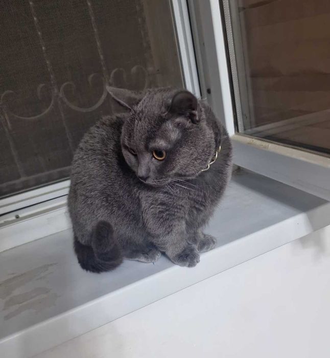 Вязка Кот Манчкин