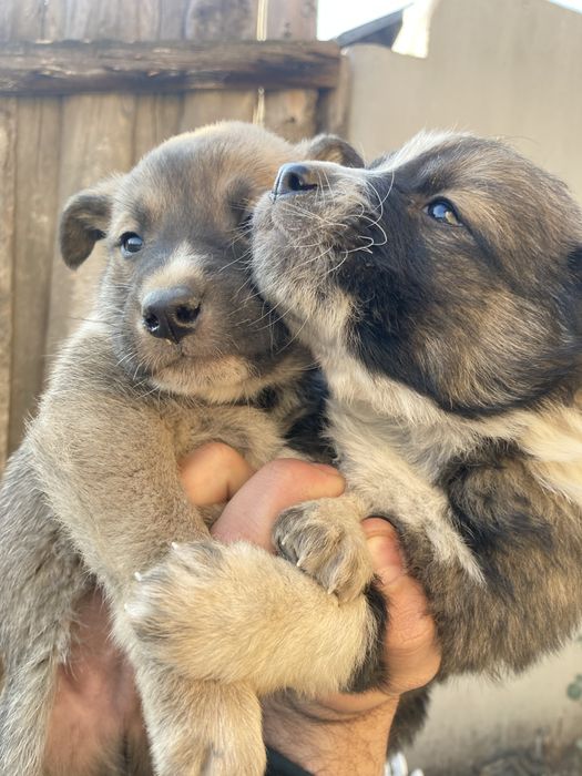 Отдам собаку а так же щенят