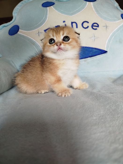 Котята золотая шиншилла