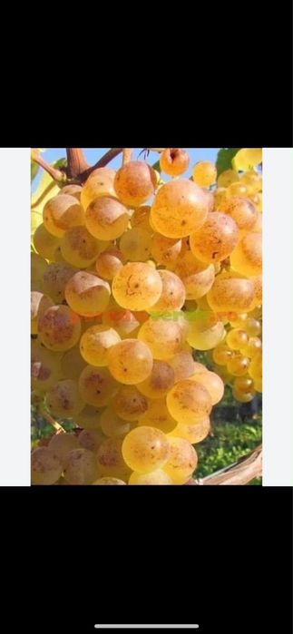 Struguri de vin