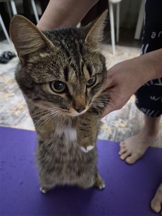 Котик в хорошие руки