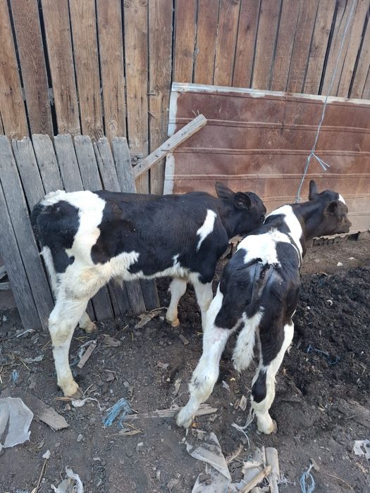 De vânzare vaca cu viței