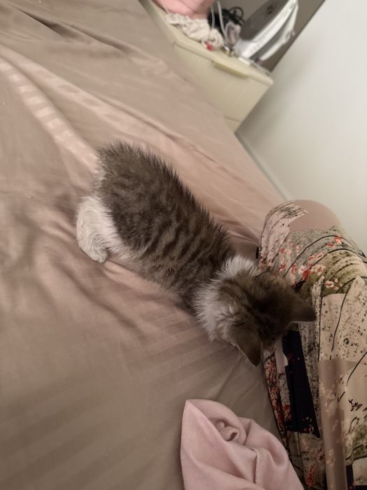 котенок мальчик