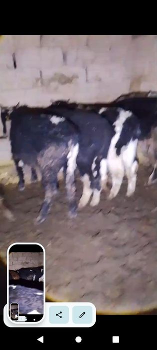 14. Бұқалар сатылады