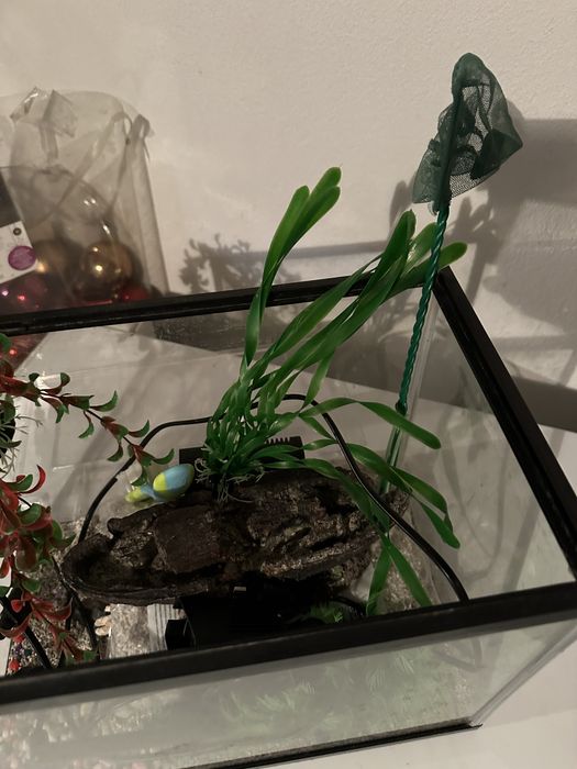 Acvariu pentru pesti