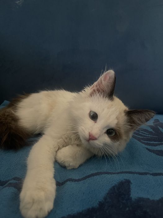 Кот родился 25 февраля 2025