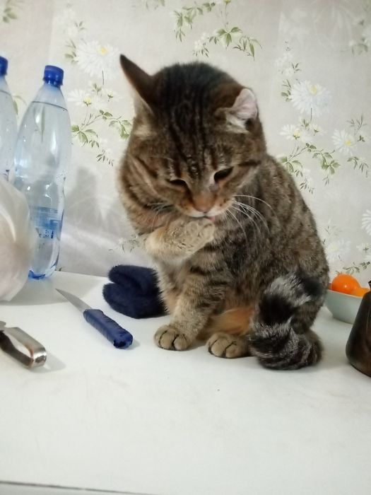 Кошечка, очень ласковая,в добрые руки.