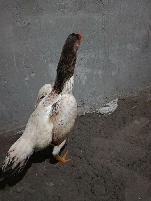 Salomaleykum  shular sotiladi