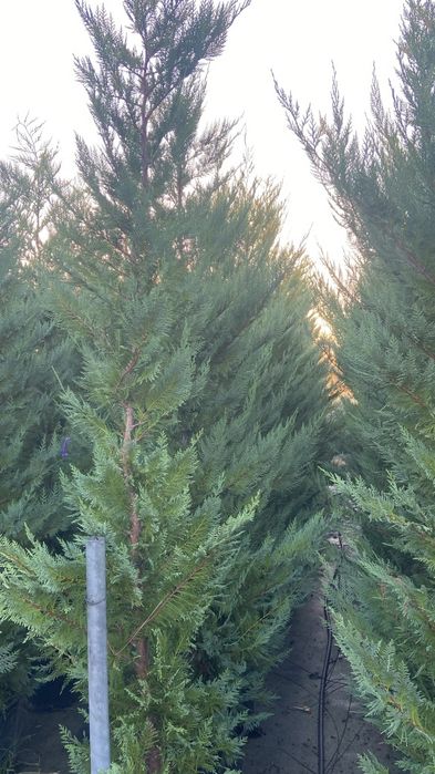 Leylandii 2,70 m 3 m înrădăcinați în ghiveci